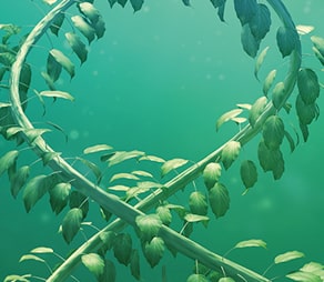 Image artistique de plantes formant une hélice d'ADN