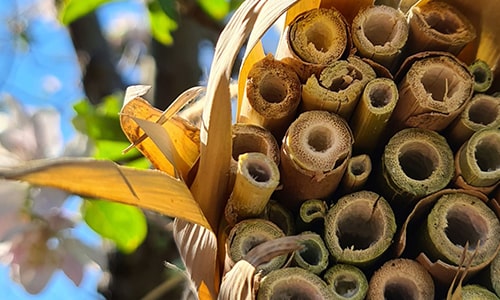 Gros plan d'un hôtel à insectes en bambou, avec un arrière-plan flou de fleurs et de ciel bleu.