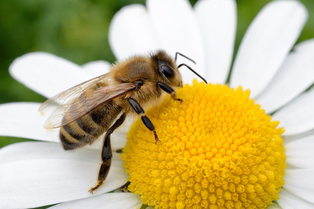 Merak s’engage pour… les abeilles!