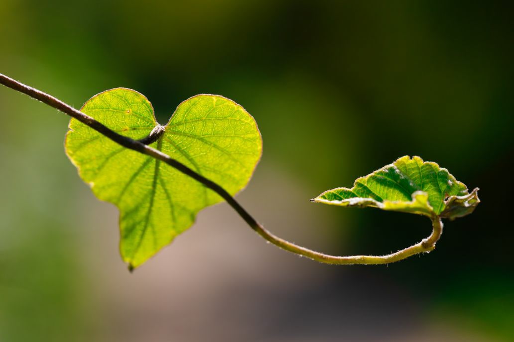 A close-up of a branch with two green leaves, one in the shape of a heart